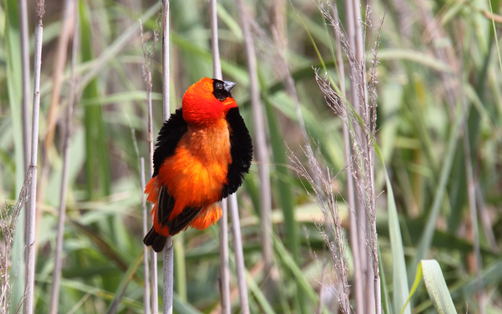 image Southern Red Bishop